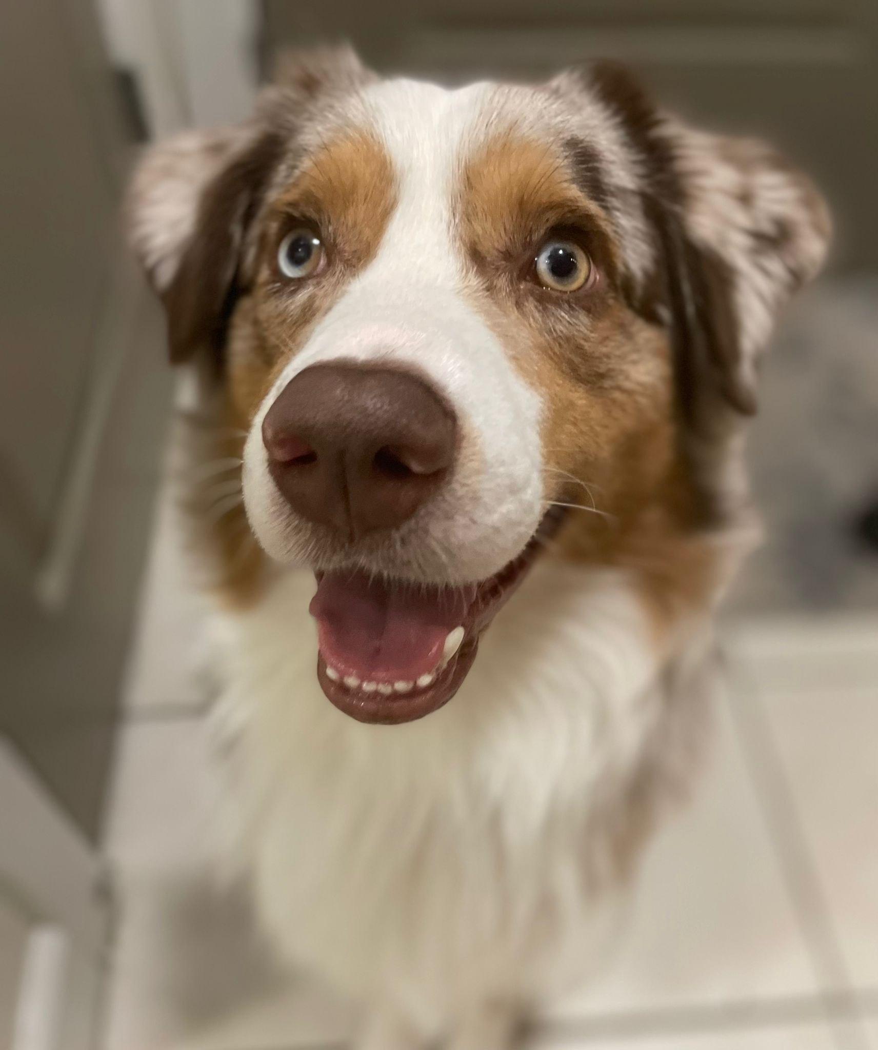 Koda, a Adoptable Australian Shepherd in Lynchburg, VA image 2/4