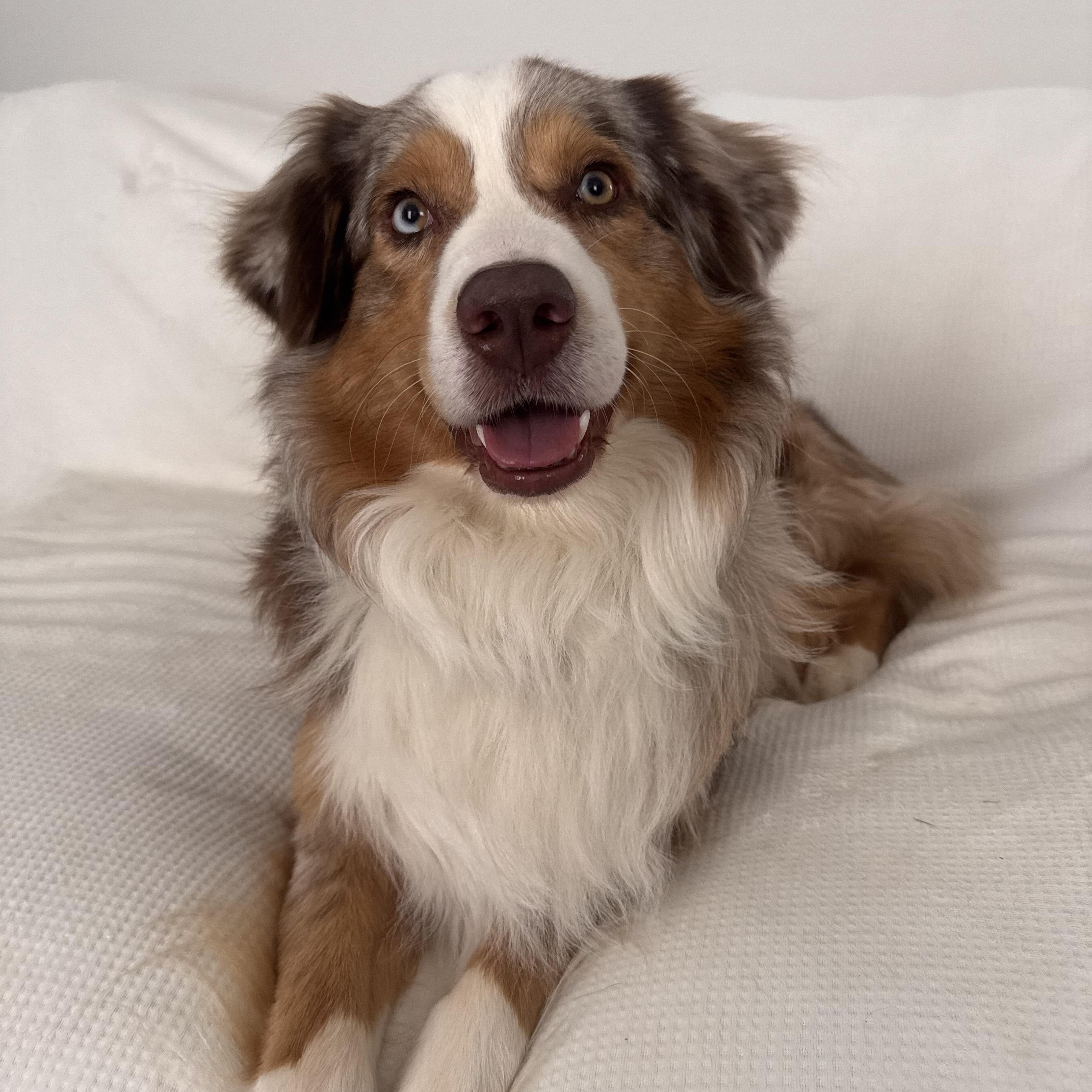 Koda, a Adoptable Australian Shepherd in Lynchburg, VA image 3/4