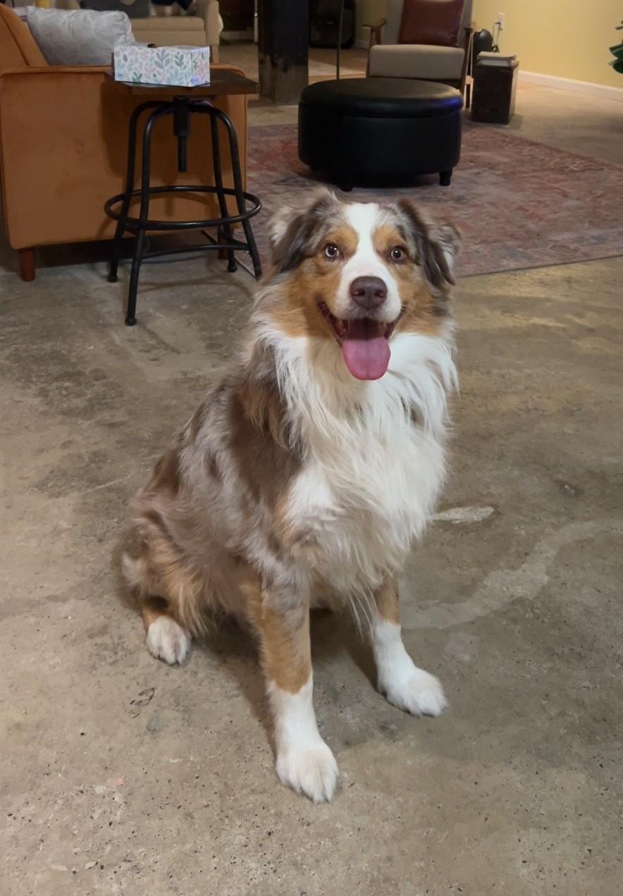 Koda, a Adoptable Australian Shepherd in Lynchburg, VA image 4/4