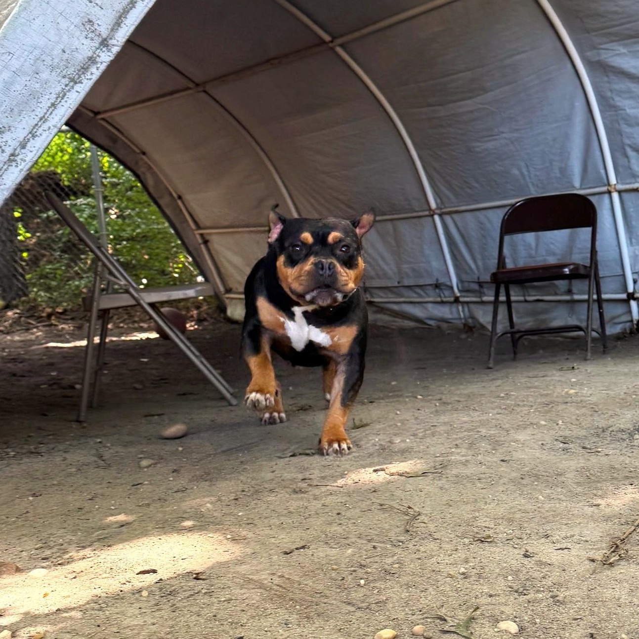Enlarge Brownie, a Adopted Bulldog in Brookhaven, NY image 3/3