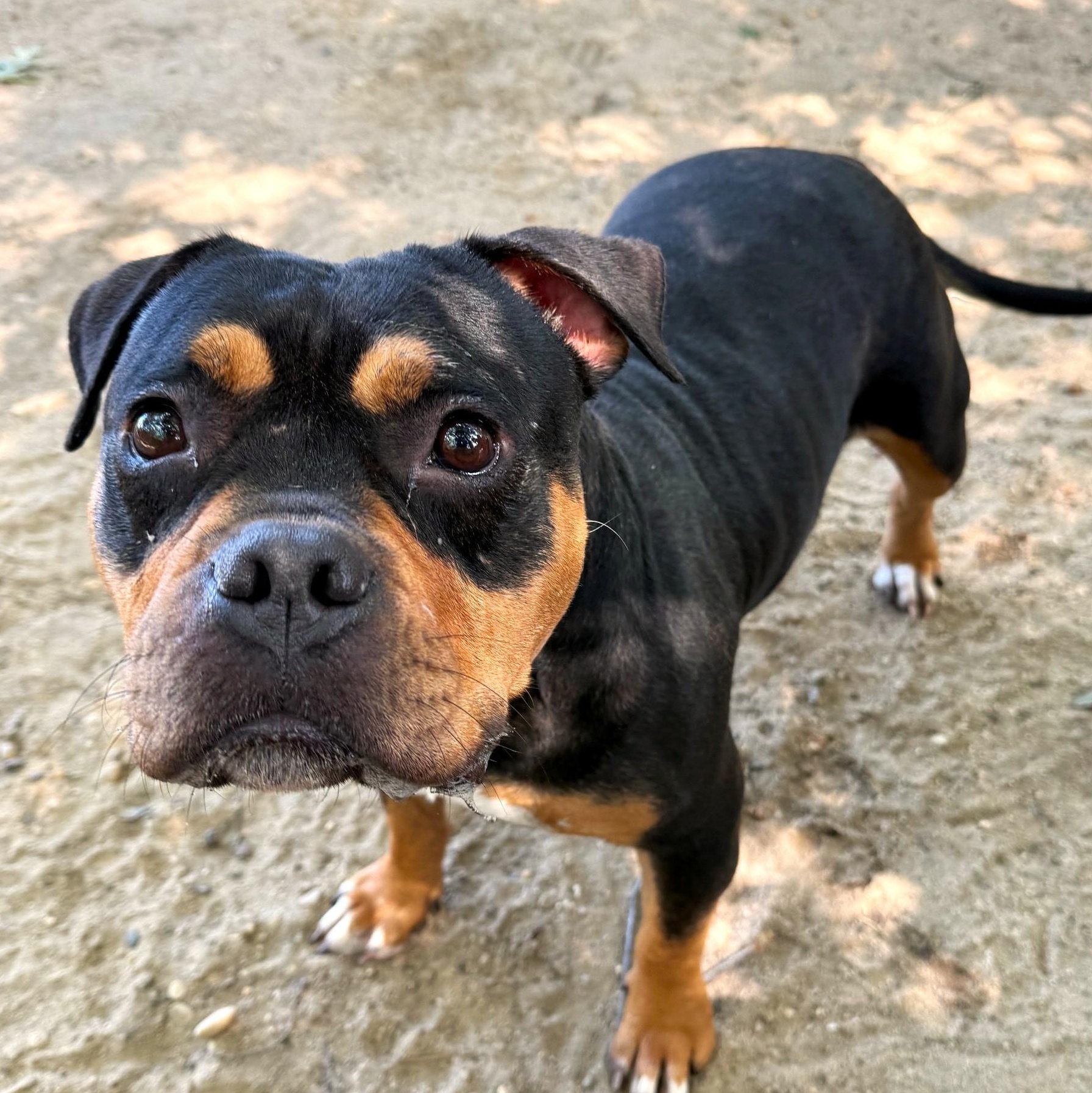 Enlarge Brownie, a Adopted Bulldog in Brookhaven, NY image 1/3