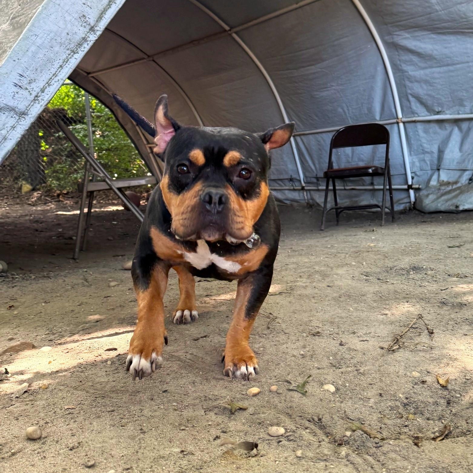 Enlarge Brownie, a Adopted Bulldog in Brookhaven, NY image 2/3