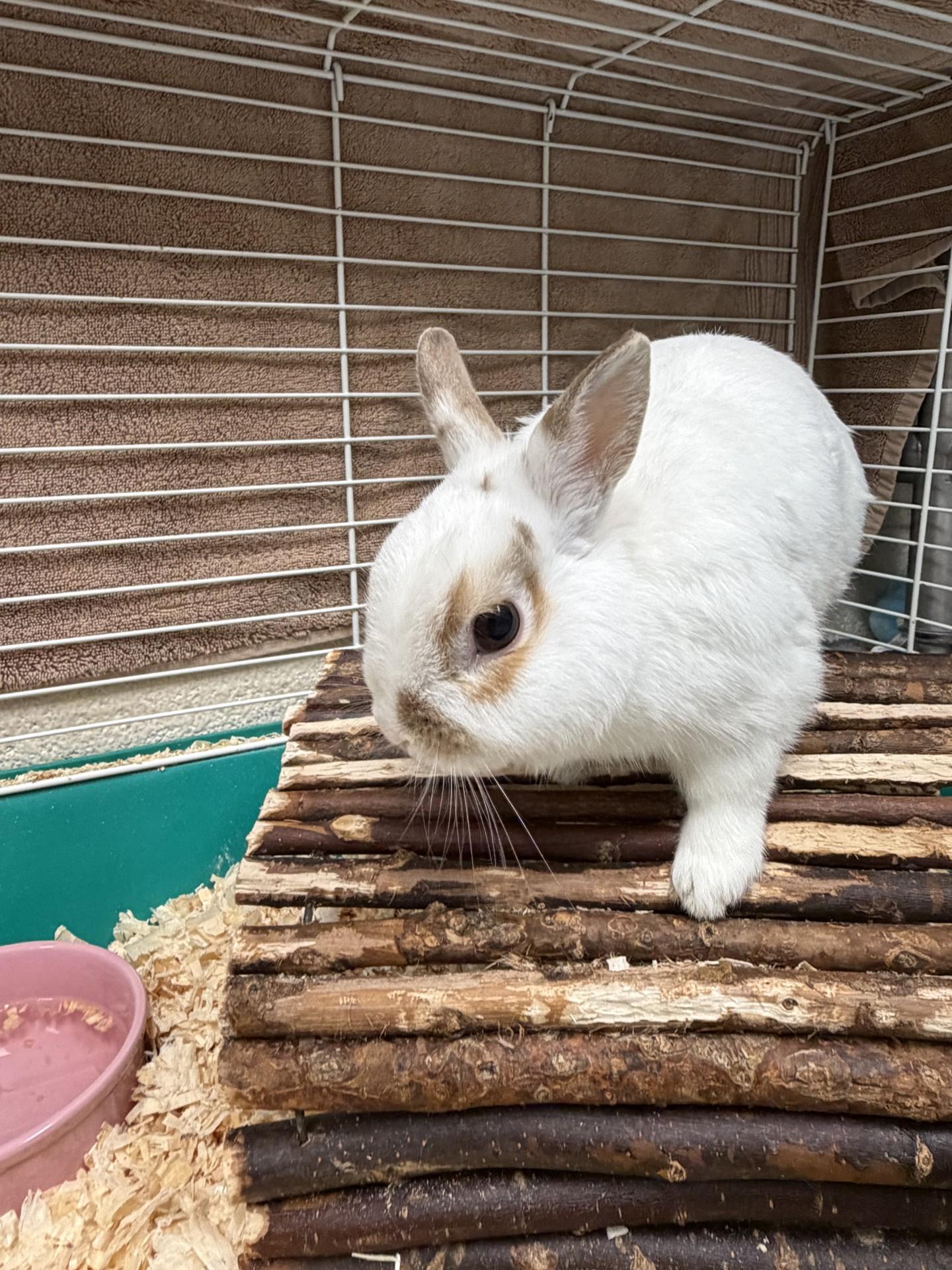 Enlarge Timbit, a Adopted Bunny Rabbit in Mississauga, ON image 2/2