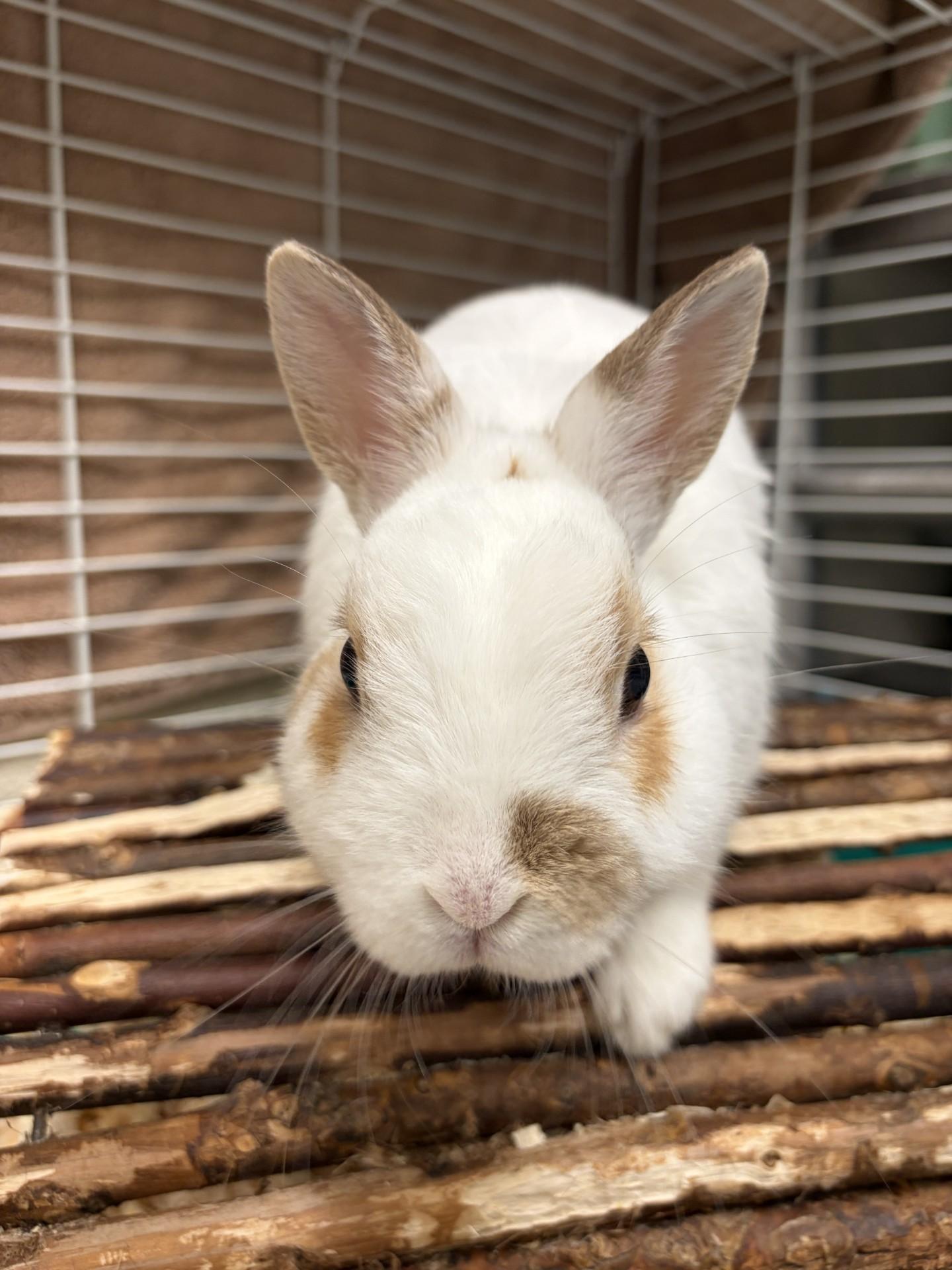 Enlarge Timbit, a Adopted Bunny Rabbit in Mississauga, ON image 1/2