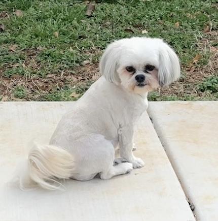 Gabby, adopted, Adult Female Shih Tzu.
