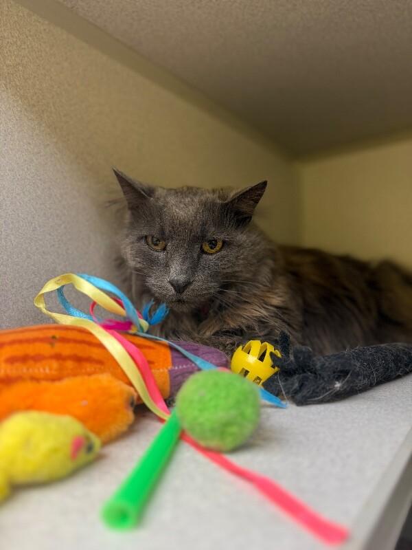 Grayson, Adoptable, Adult Male Domestic Long Hair.