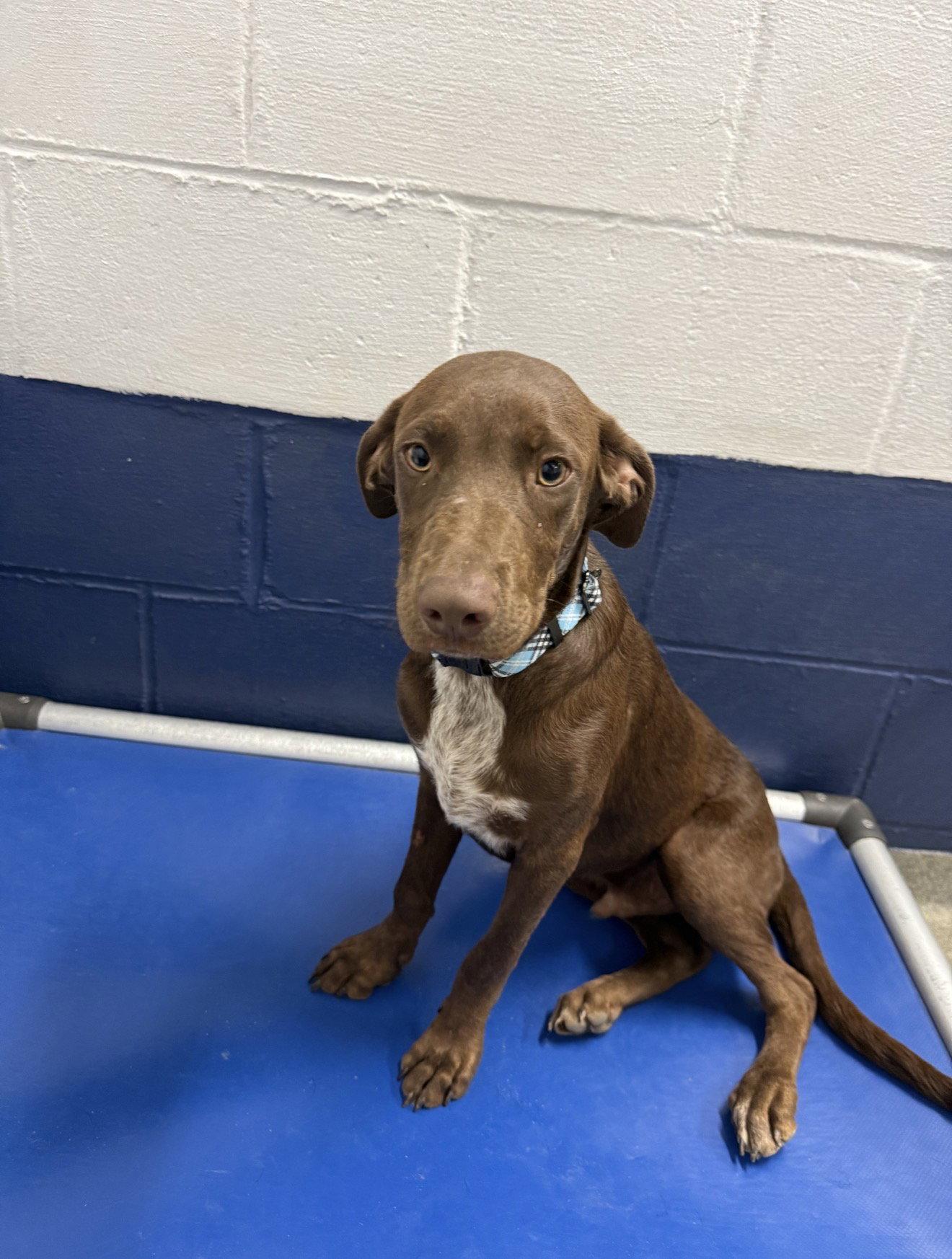 Slate 5mo AVA 10/7, Adoptable, Young Male Mixed Breed.