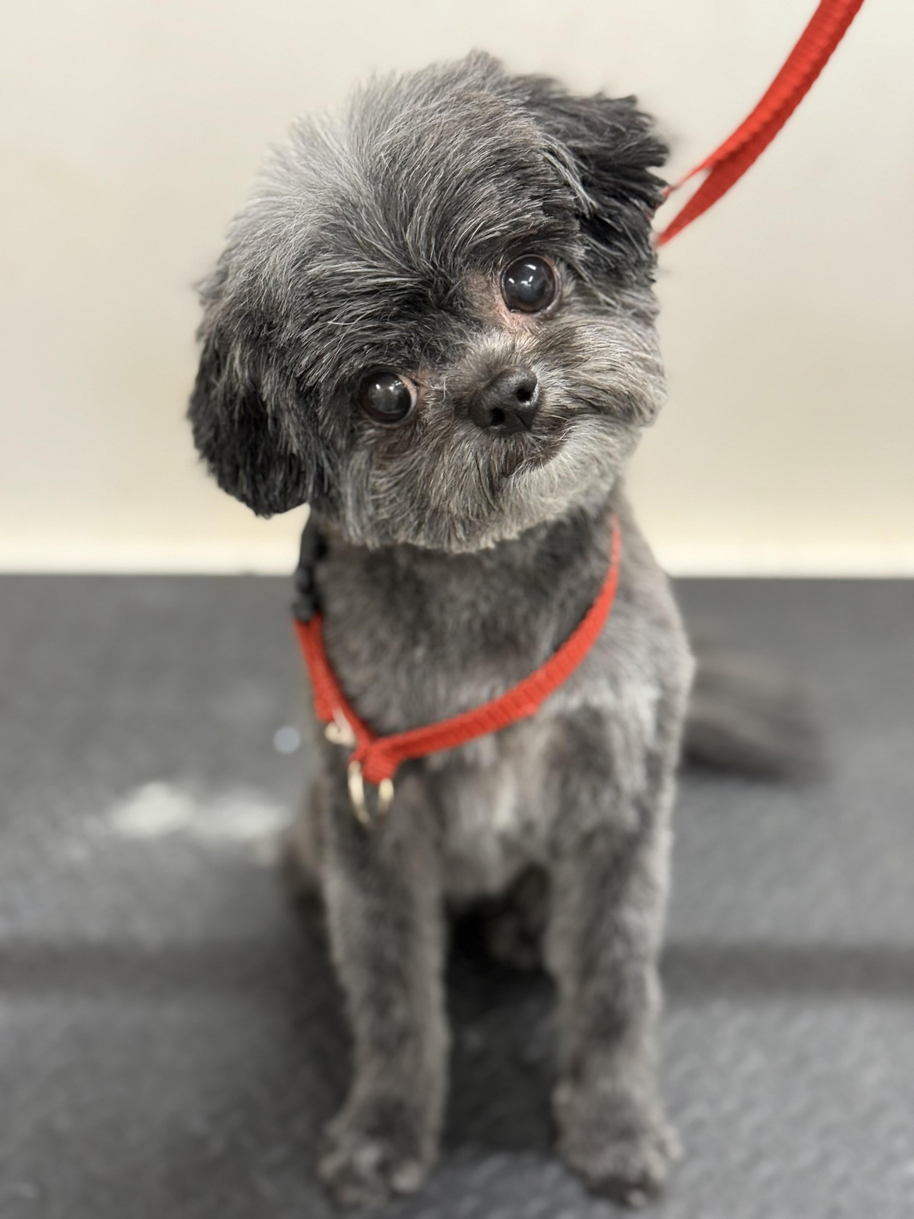 Enlarge Samie and Sissy, a ADOPTABLE Yorkie Poo in Palm Harbor, FL image 5/6