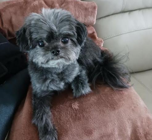 Enlarge Samie and Sissy, a ADOPTABLE Yorkie Poo in Palm Harbor, FL image 3/6