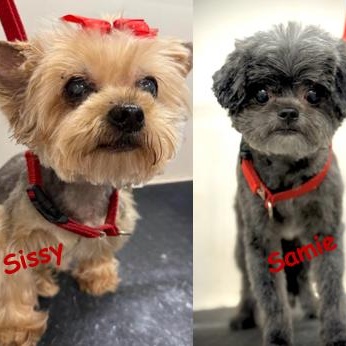 Enlarge Samie and Sissy, a ADOPTABLE Yorkie Poo in Palm Harbor, FL image 4/6