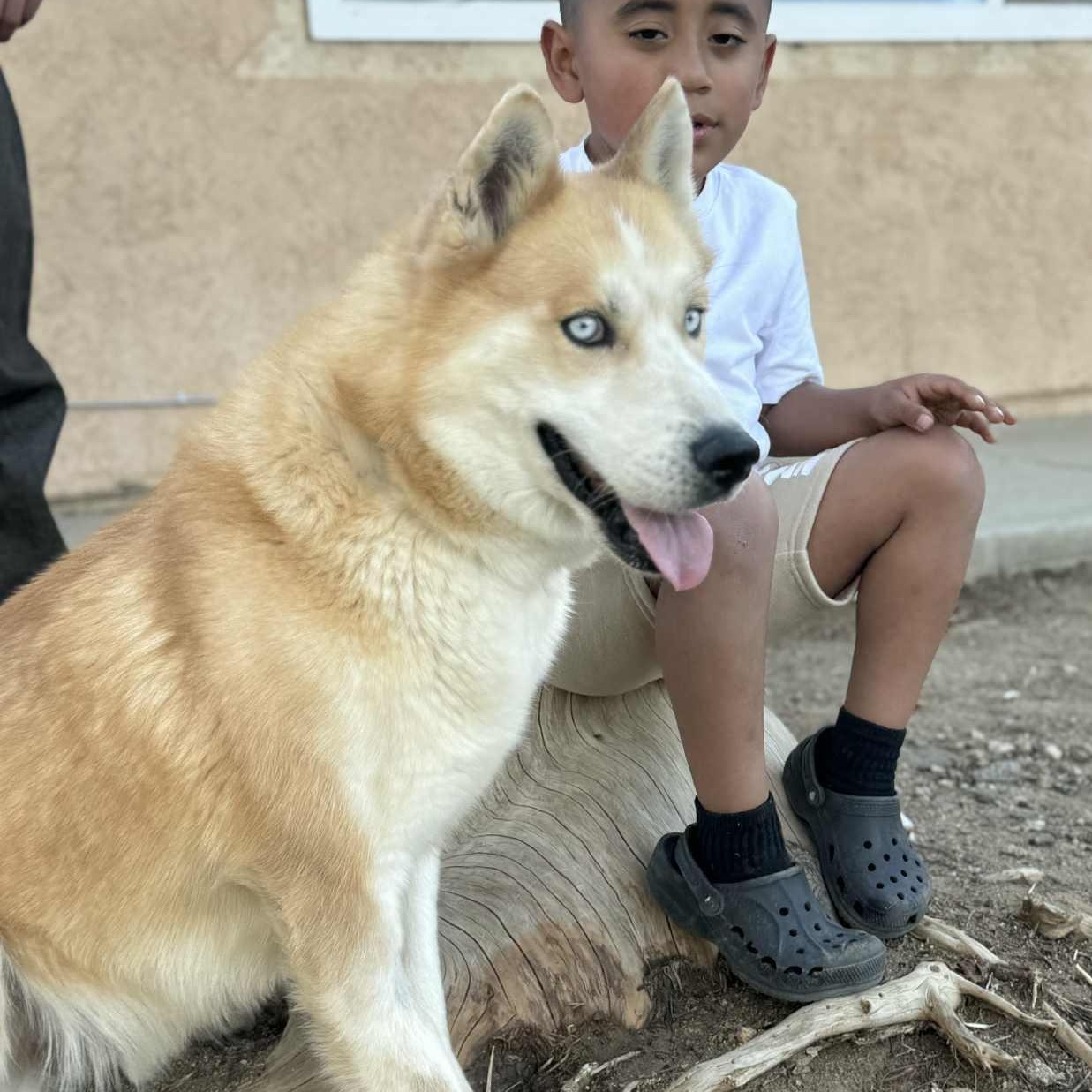 Rex#254084, adopted, Adult Male Husky.