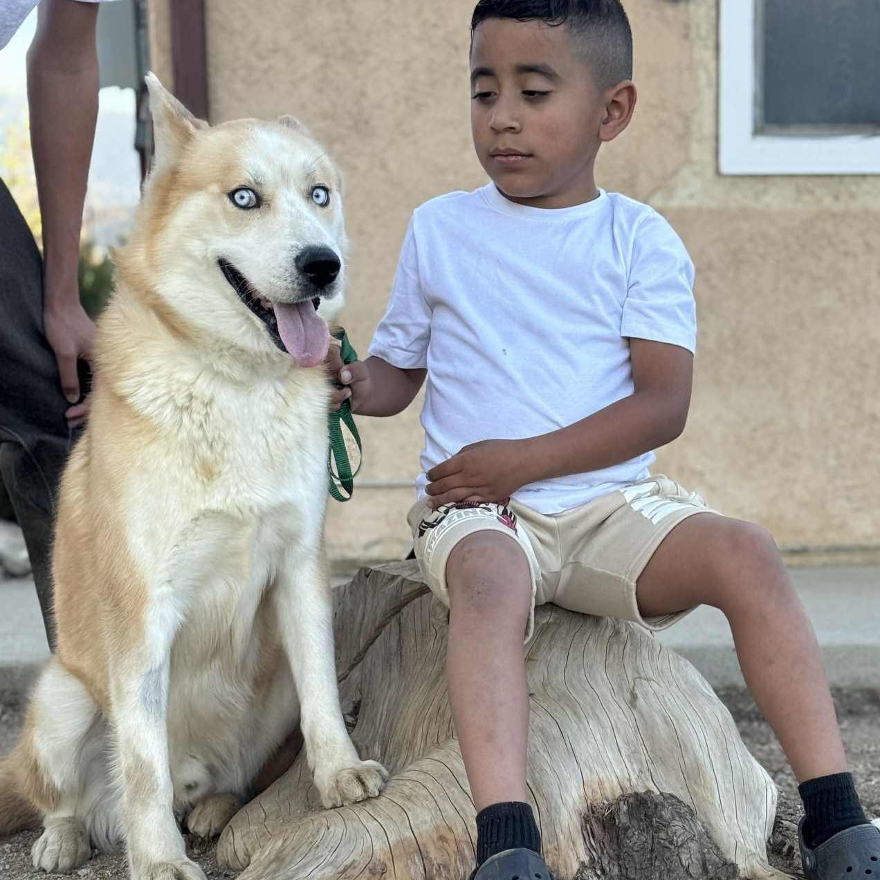 Enlarge Rex#254084, an adopted Husky in PINON HILLS, CA image 2/5