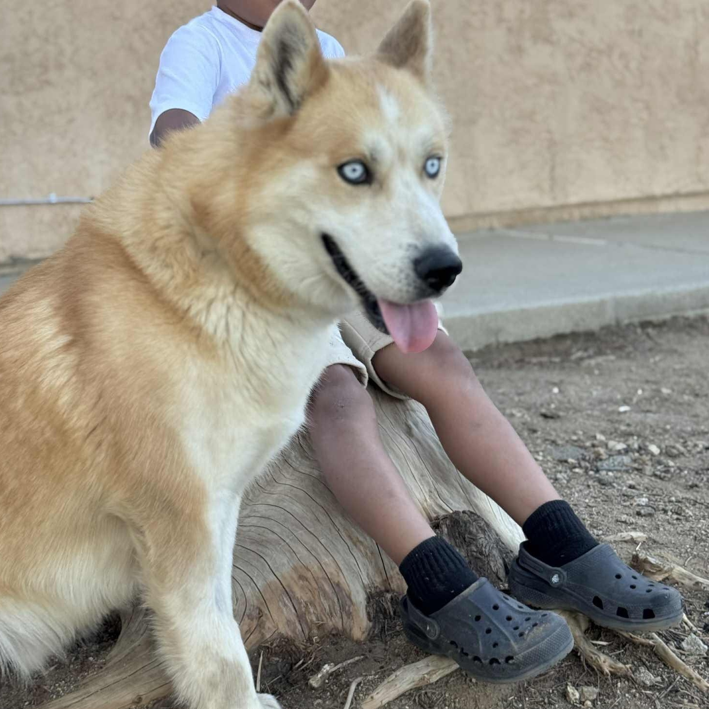 Enlarge Rex#254084, an adopted Husky in PINON HILLS, CA image 3/5
