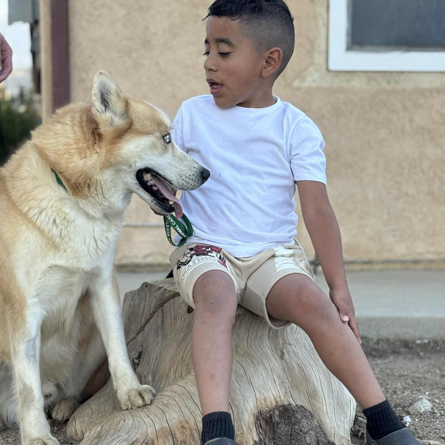 Enlarge Rex#254084, an adopted Husky in PINON HILLS, CA image 4/5
