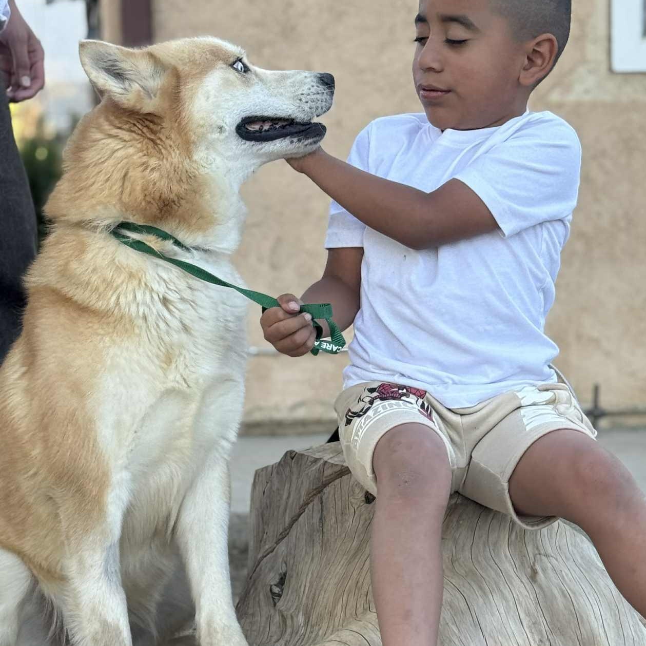 Enlarge Rex#254084, an adopted Husky in PINON HILLS, CA image 5/5