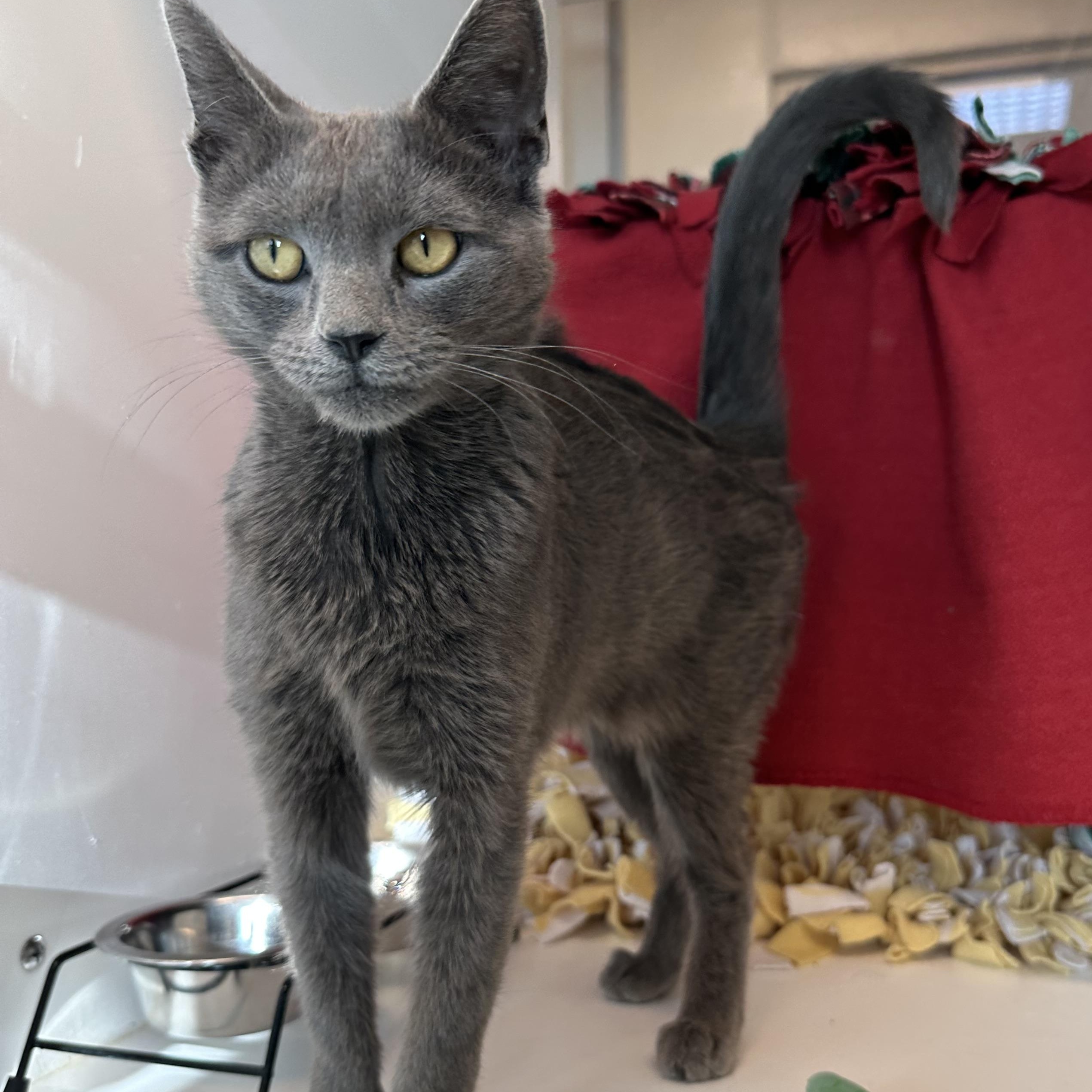 Babish (ID 49274/3931)