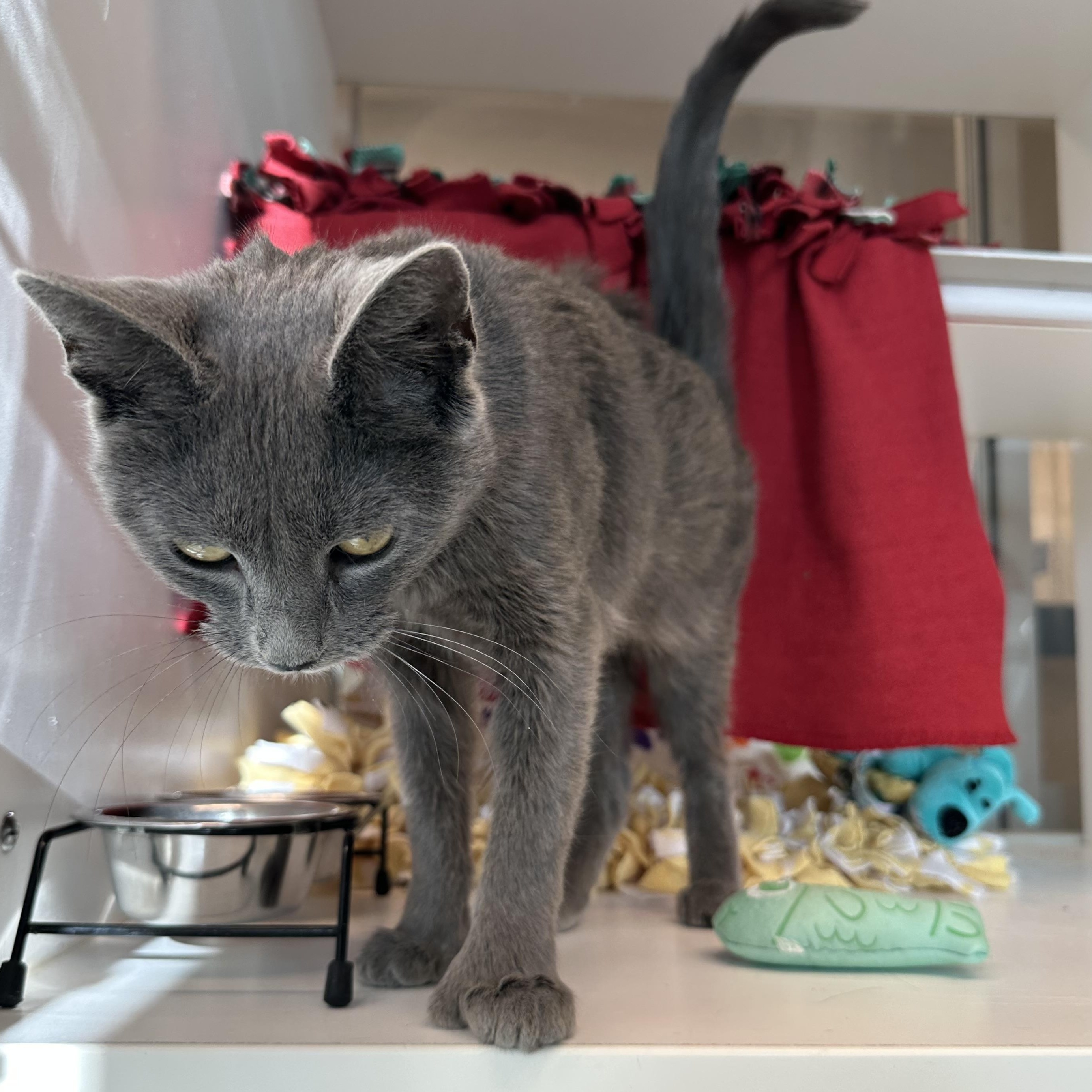 Babish (ID 49274/3931)