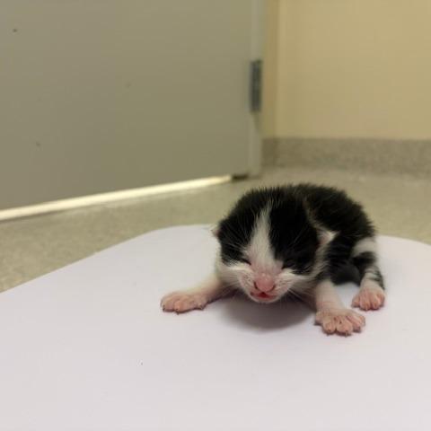 Enlarge Leo, a Adoptable Domestic Long Hair in Novelty, OH image 1/3