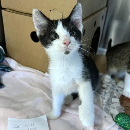 Enlarge Leo, a Adoptable Domestic Long Hair in Novelty, OH image 3/3
