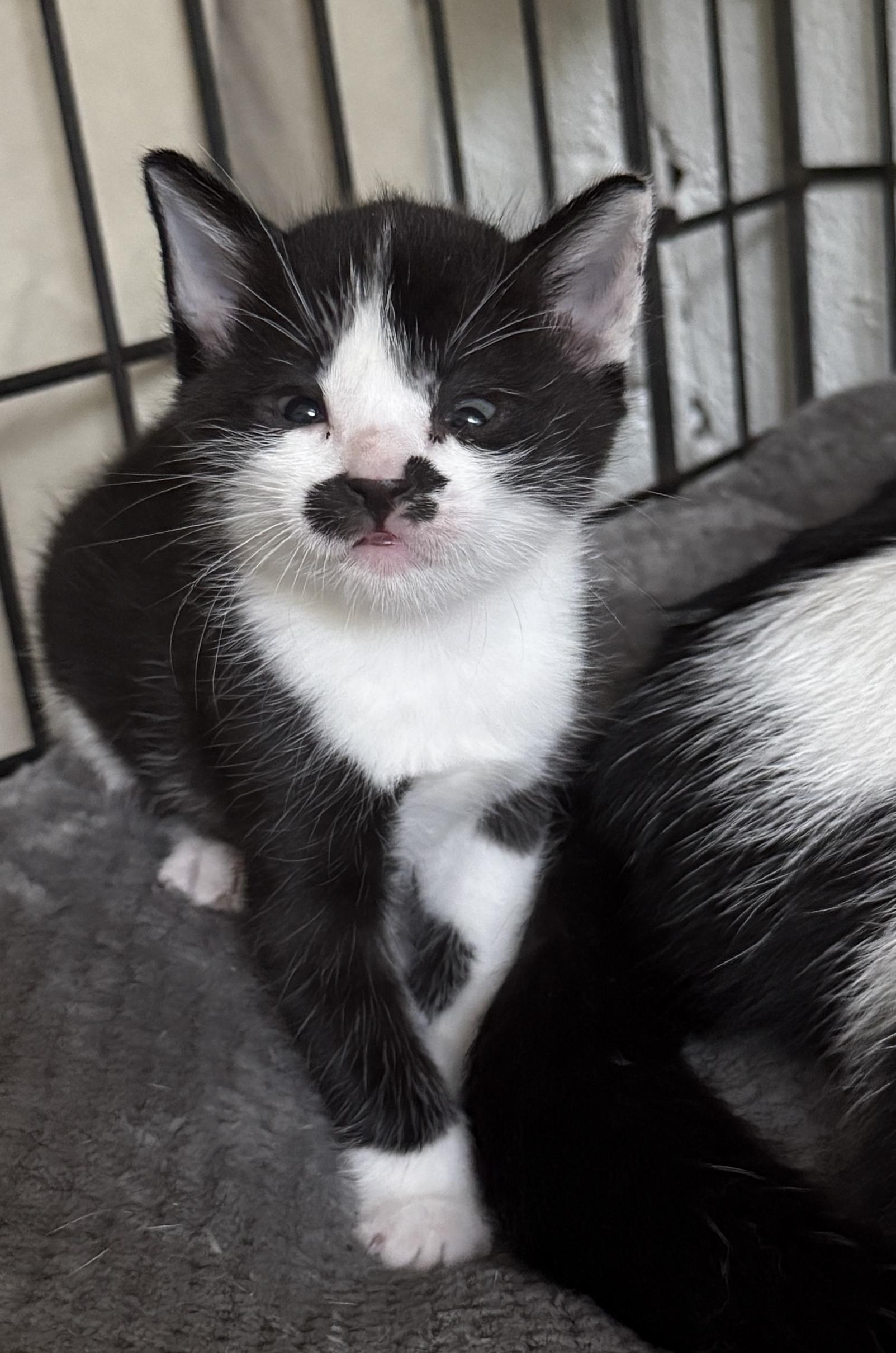 Mustacho, adopted, Kitten Male Domestic Short Hair.