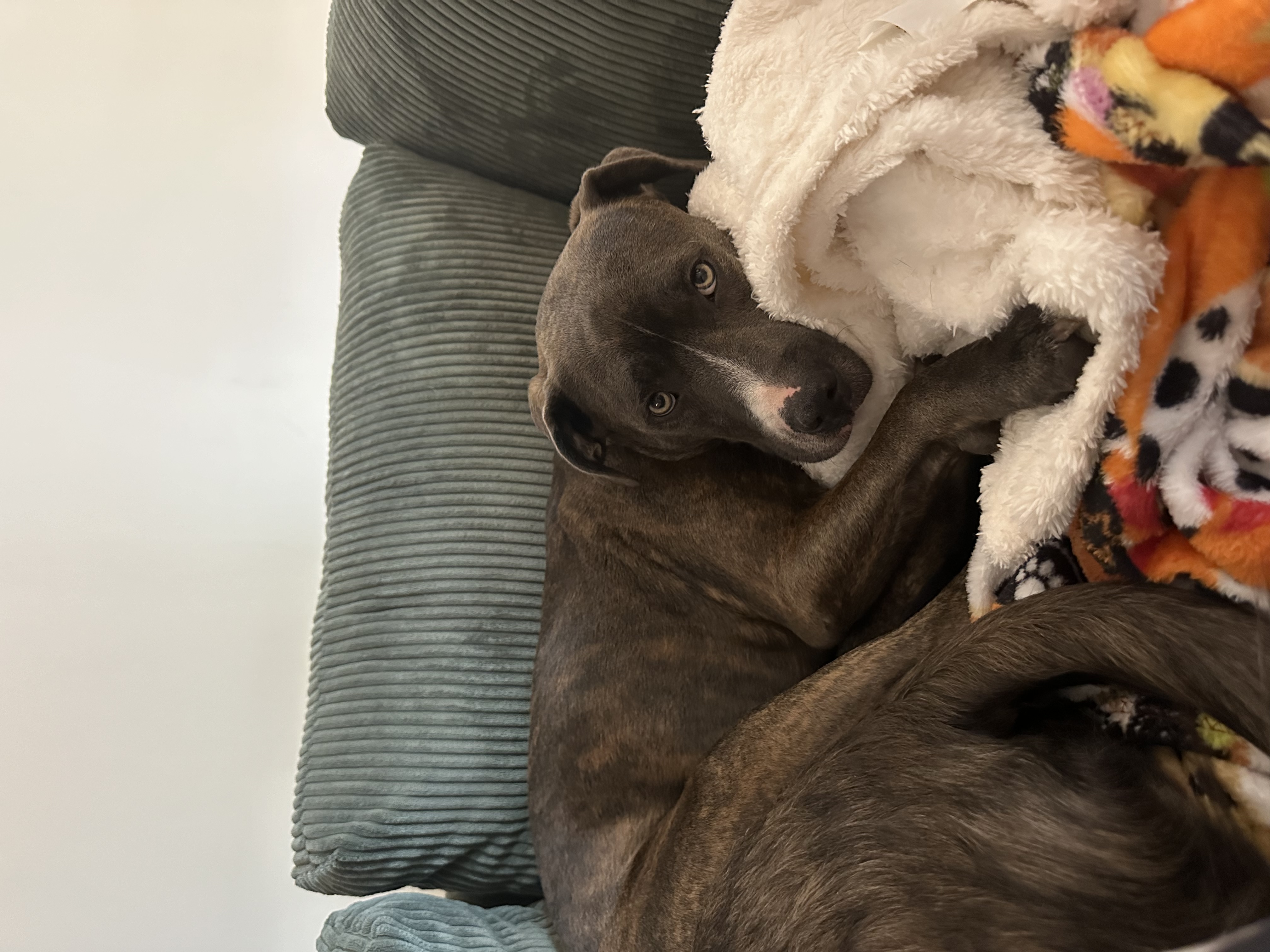 Cornelius, Adoptable, Young Male Mixed Breed.