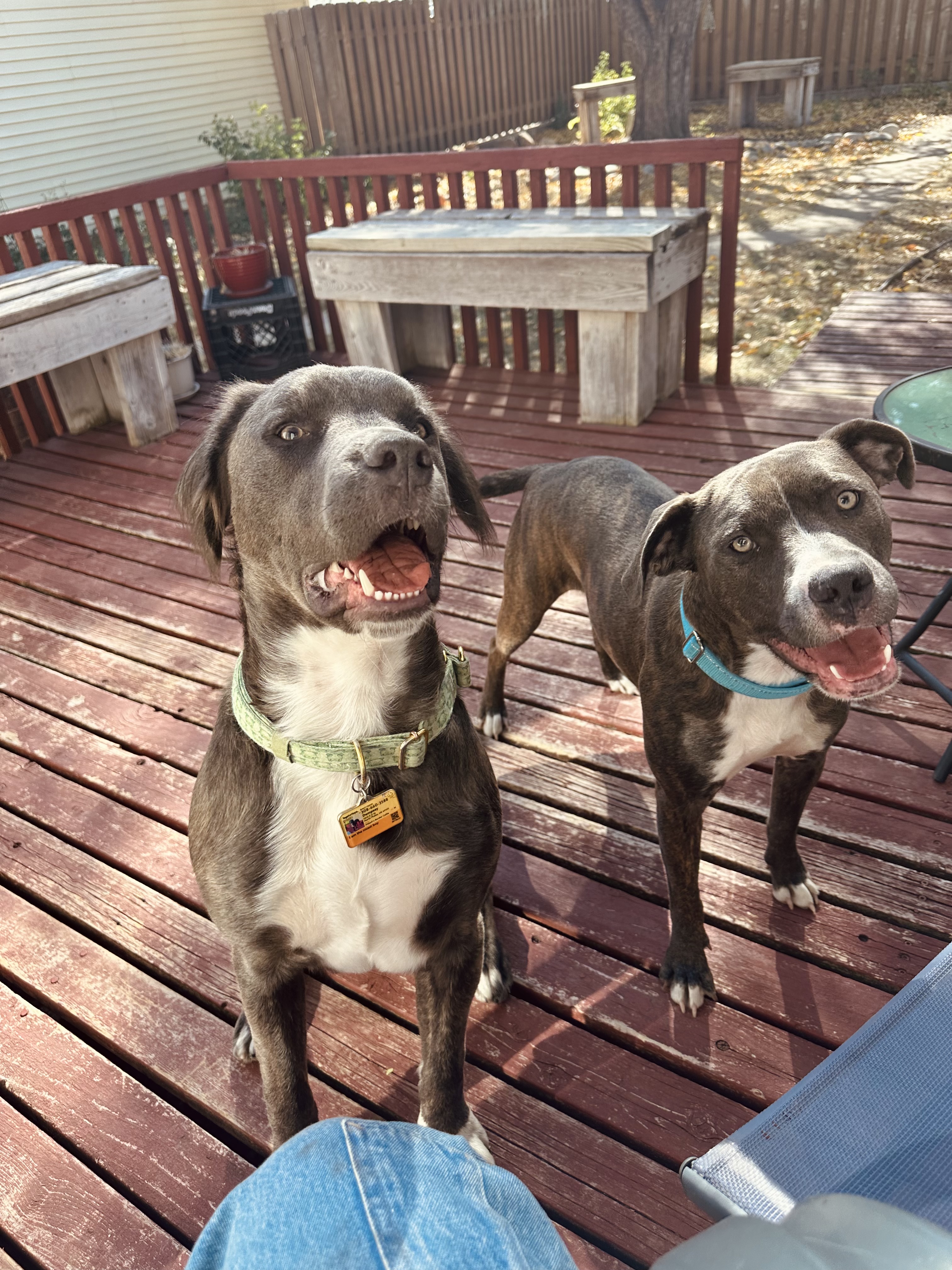 Cornelius, a Adoptable Mixed Breed in Grand Island, NE image 2/6