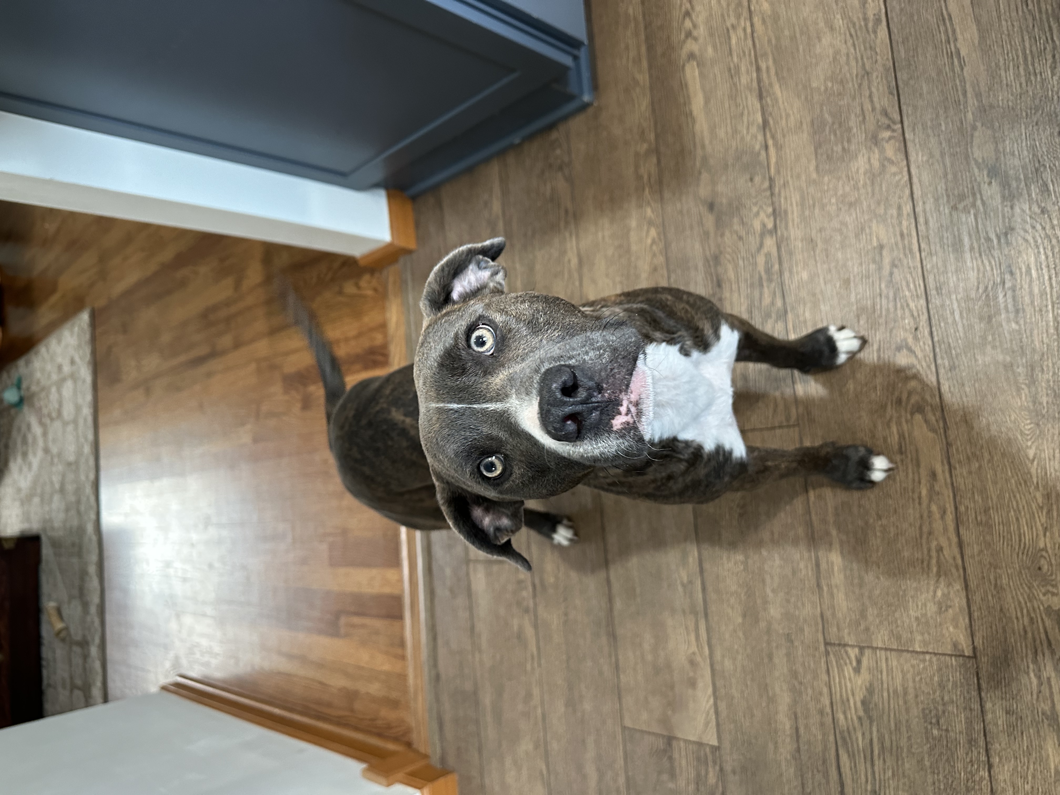 Cornelius, a Adoptable Mixed Breed in Grand Island, NE image 3/6