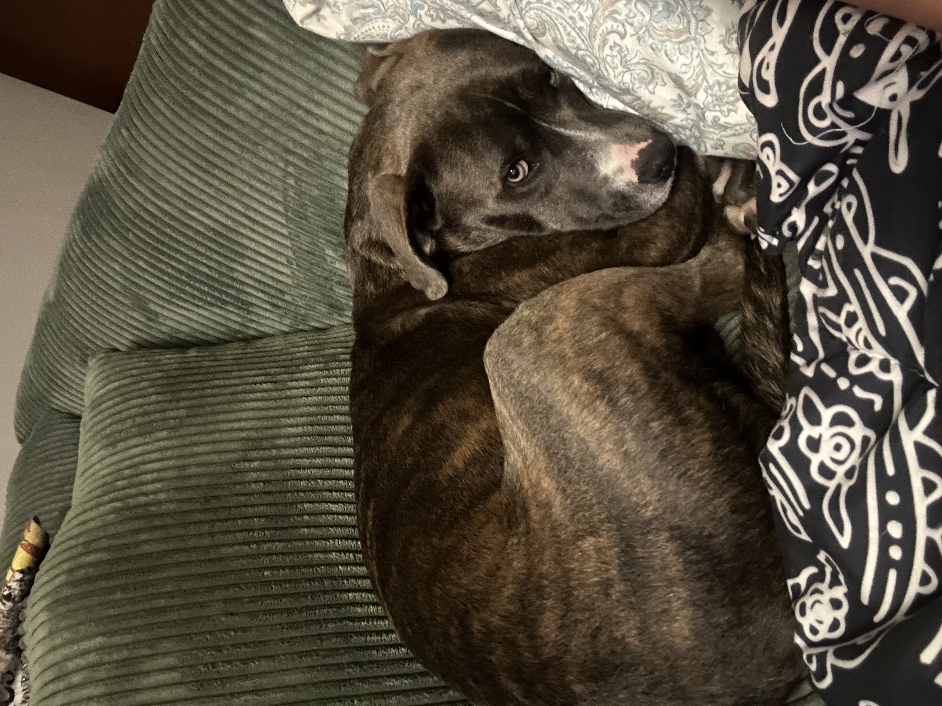 Cornelius, a Adoptable Mixed Breed in Grand Island, NE image 4/6