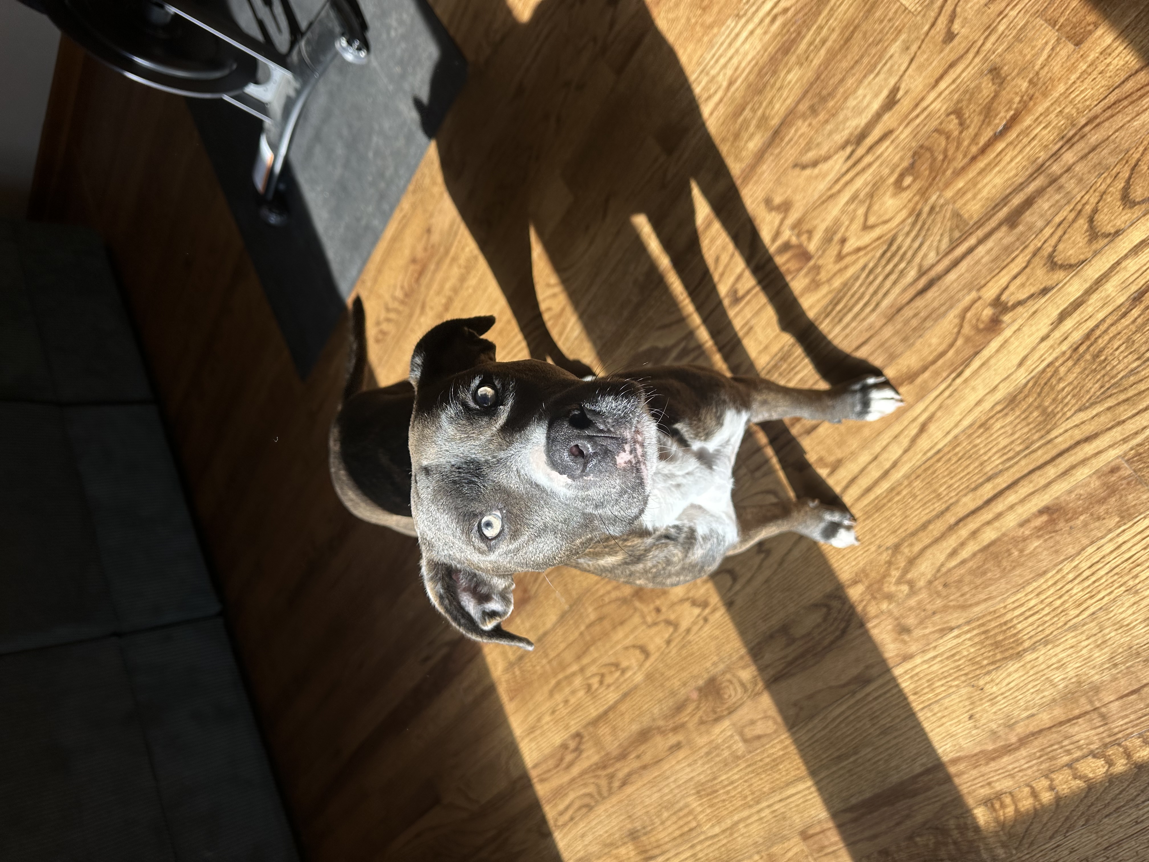 Cornelius, a Adoptable Mixed Breed in Grand Island, NE image 5/6