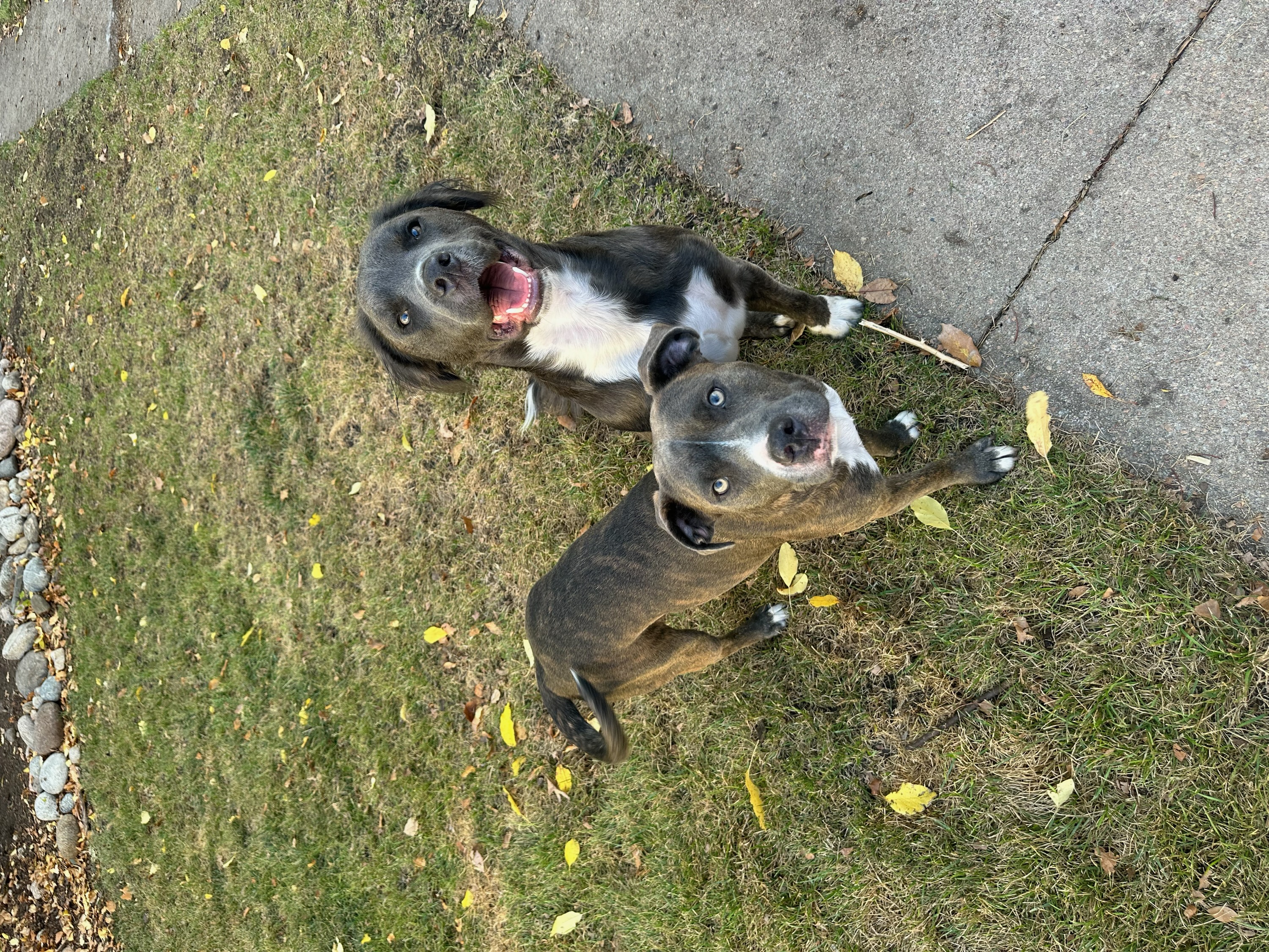 Cornelius, a Adoptable Mixed Breed in Grand Island, NE image 6/6