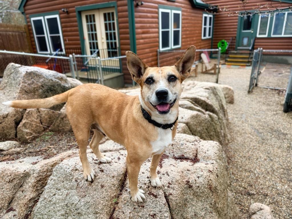 Enlarge Lindy - LOCAL, a Adoptable mixed breed in East Falmouth , MA image 1/6