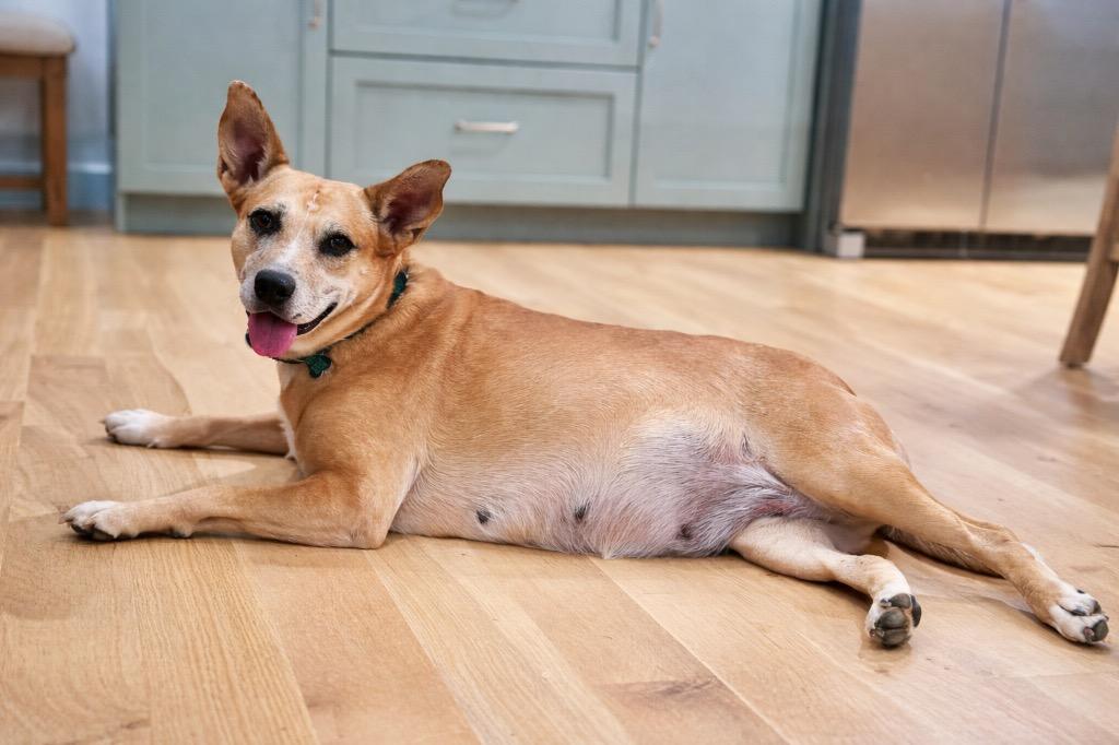 Enlarge Lindy - LOCAL, a Adoptable mixed breed in East Falmouth , MA image 1/6