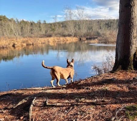 Enlarge Lindy - LOCAL, a Adoptable mixed breed in Dublin, NH image 1/6