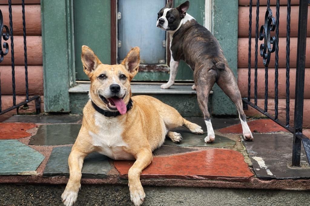 Enlarge Lindy - LOCAL, a Adoptable mixed breed in East Falmouth , MA image 2/6
