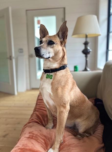 Enlarge Lindy - LOCAL, a Adoptable mixed breed in East Falmouth , MA image 1/6