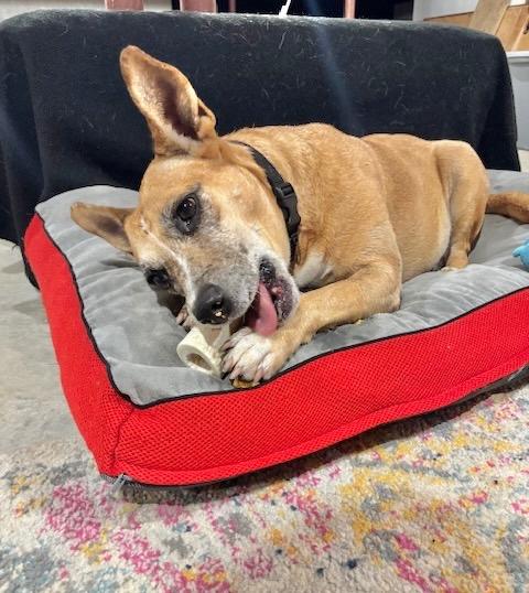 Lindy - LOCAL, a Adoptable mixed breed in Princeton, MA image 1/6