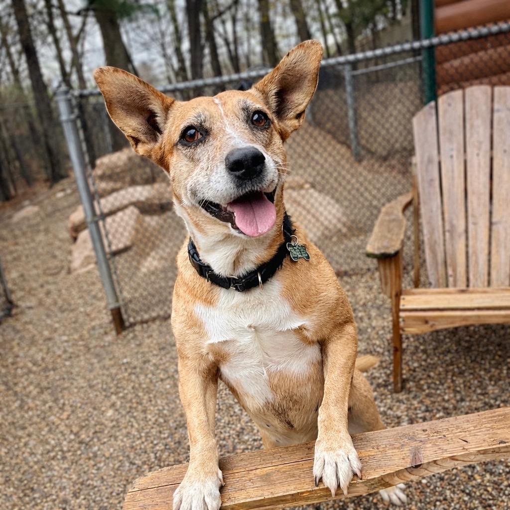 Enlarge Lindy - LOCAL, a Adoptable mixed breed in East Falmouth , MA image 3/6
