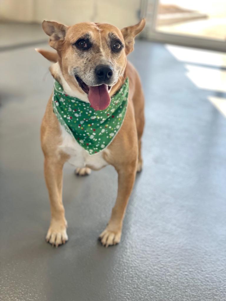 Lindy - LOCAL, a Adoptable mixed breed in Princeton, MA image 2/6