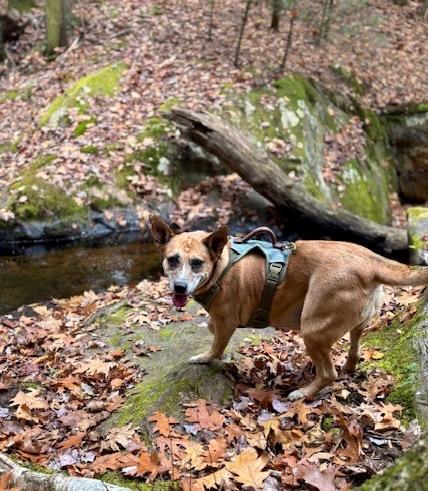 Enlarge Lindy - LOCAL, a Adoptable mixed breed in Princeton, MA image 3/6