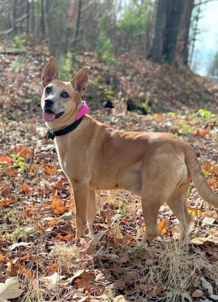 Enlarge Lindy - LOCAL, a Adoptable mixed breed in East Falmouth , MA image 1/6