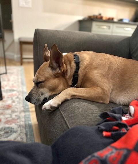 Lindy - LOCAL, Adoptable, Adult Female Pit Bull Terrier & Cattle Dog.