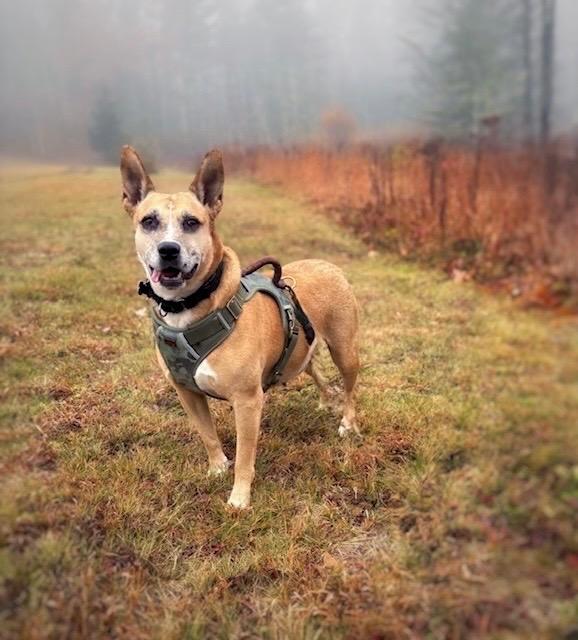 Lindy - LOCAL, a Adoptable mixed breed in Princeton, MA image 3/6