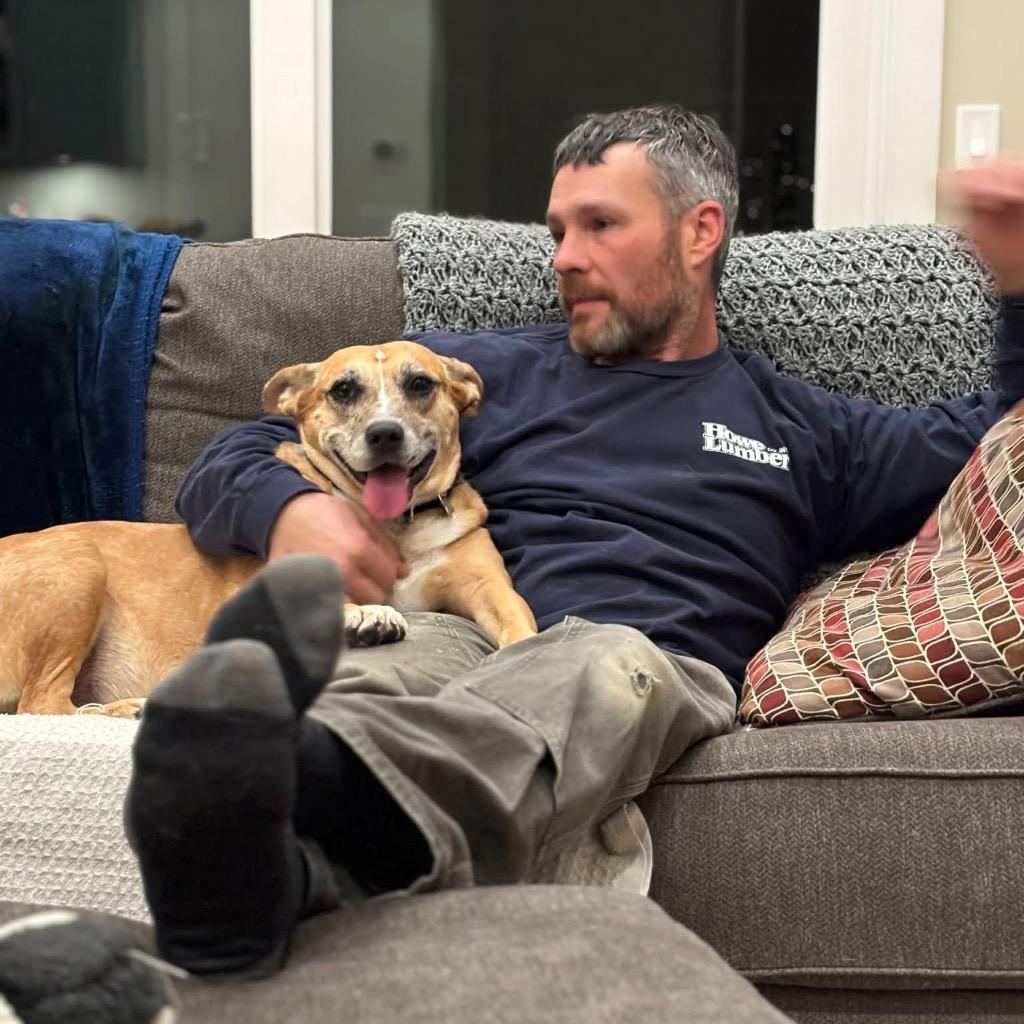 Lindy - LOCAL, Adoptable, Adult Female Cattle Dog.