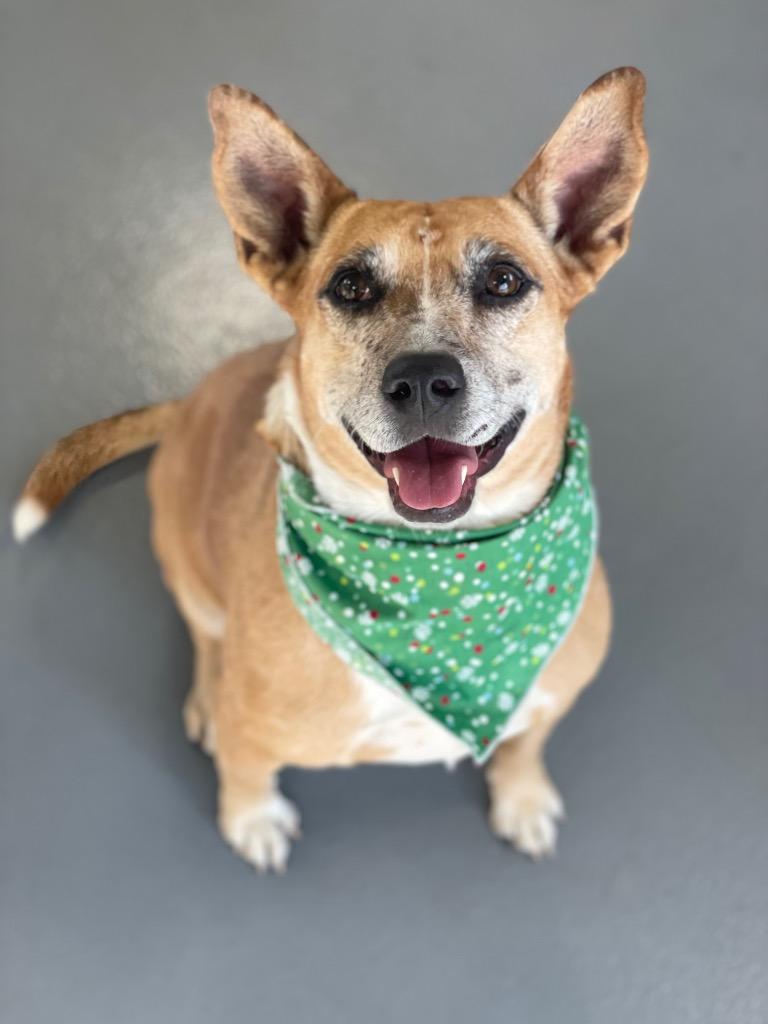 Enlarge Lindy - LOCAL, a Adoptable mixed breed in Princeton, MA image 4/6