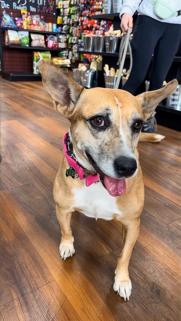 Enlarge Lindy - LOCAL, a Adoptable mixed breed in East Falmouth , MA image 2/6