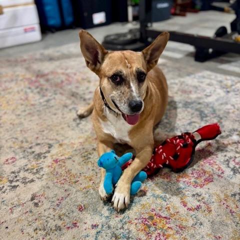 Lindy - LOCAL, a Adoptable mixed breed in Princeton, MA image 4/6