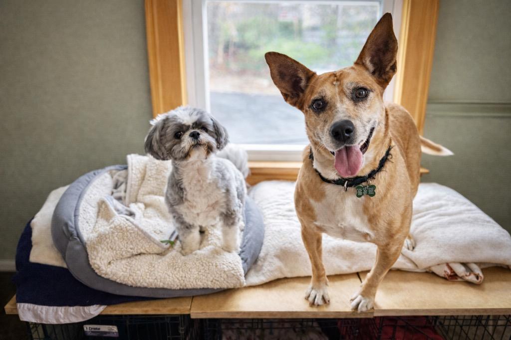 Enlarge Lindy - LOCAL, a Adoptable mixed breed in East Falmouth , MA image 4/6