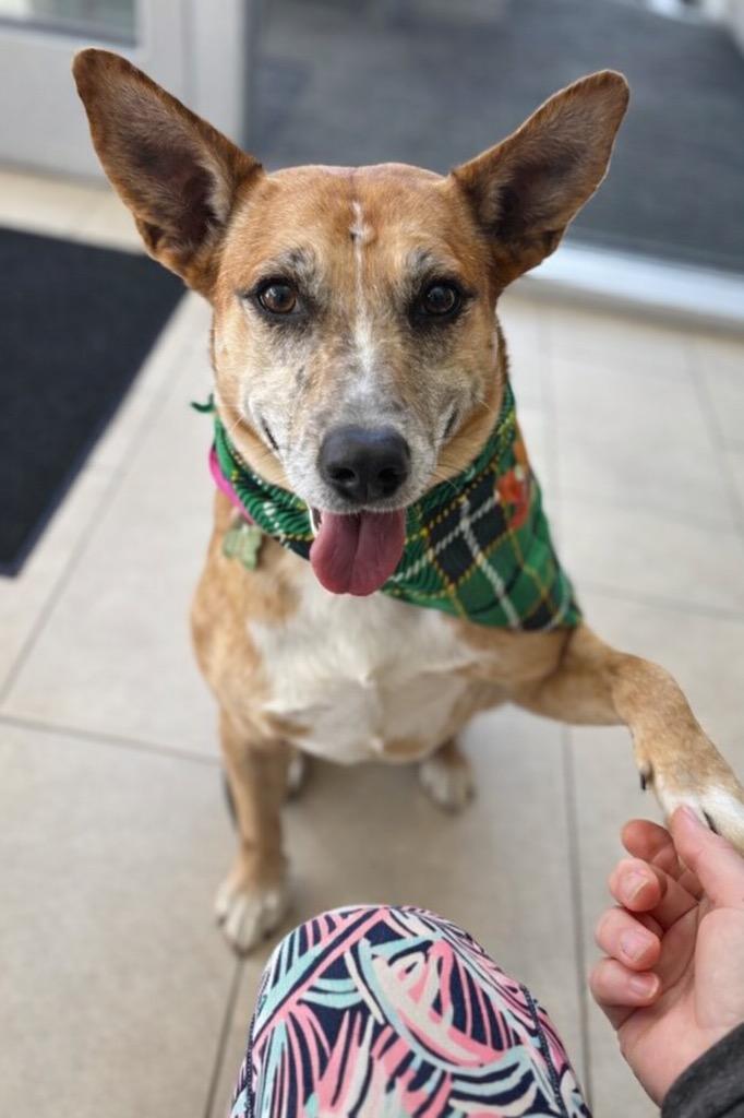 Enlarge Lindy - LOCAL, a Adoptable mixed breed in East Falmouth , MA image 3/6