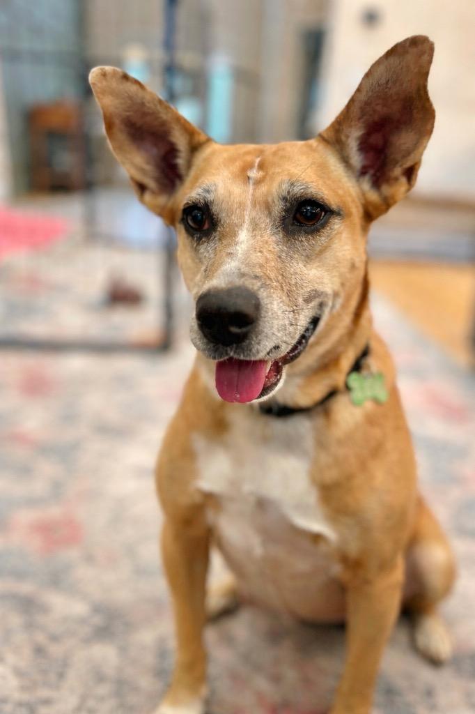 Enlarge Lindy - LOCAL, a Adoptable mixed breed in East Falmouth , MA image 3/6