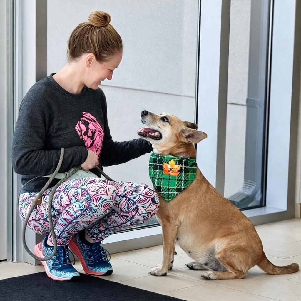 Enlarge Lindy - LOCAL, a Adoptable mixed breed in East Falmouth , MA image 4/6
